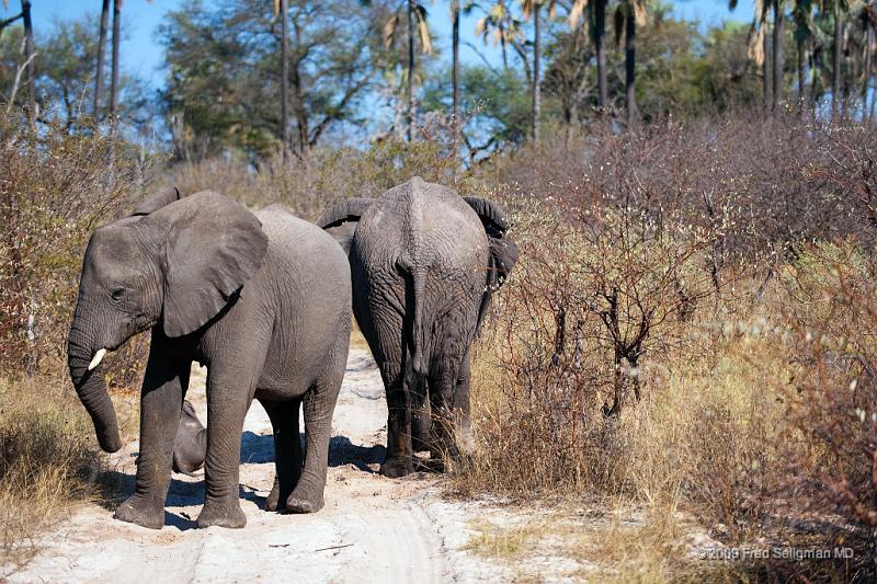 20090614_095301 D3 (1) X1.jpg - Following large herds in Okavango Delta